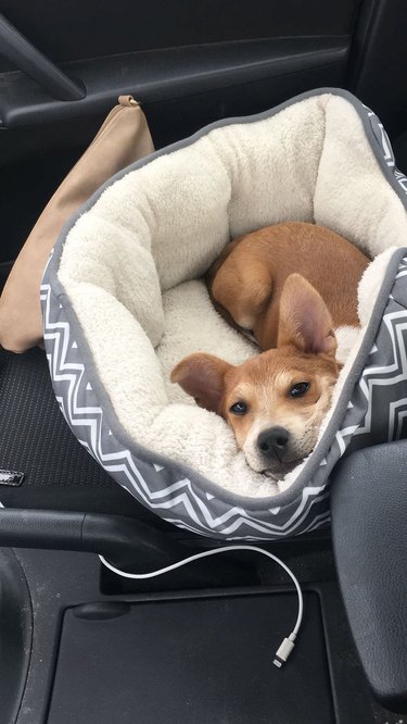 Puppy in dog bed in car's front passenger seat