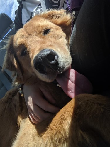 Dog cuddling person in backseat of car