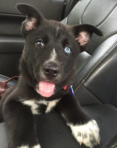 Puppy with two different color eyes in car's front passenger seat.