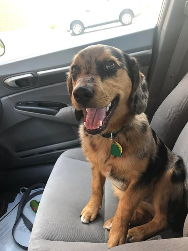 Puppy sitting in car's front passenger seat.