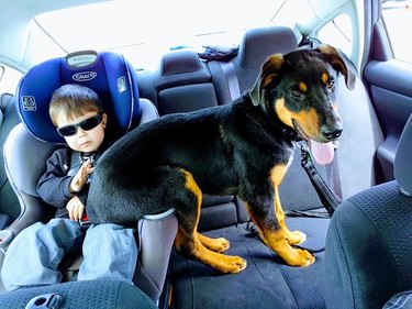 Puppy sitting on lap of toddler in car seat