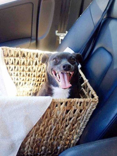 Dog in basket in car's front passenger seat.