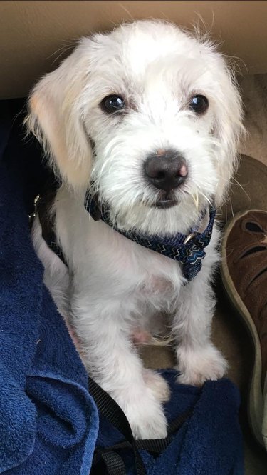 Puppy sitting at feet of person in car's front passenger seat.