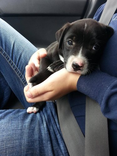 Puppy in lap of person in car's front passenger seat.