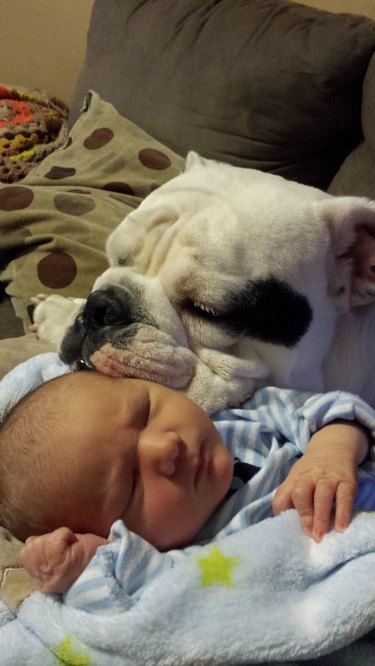 Bulldog resting its head on sleeping baby.