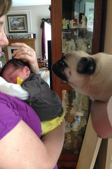 Pug leaning in to sniff newborn baby.