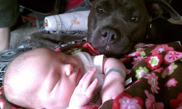 Pit bull looking at sleeping baby.