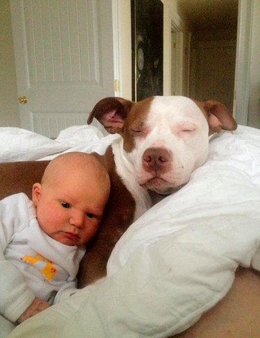 Baby cuddling with pit bull.