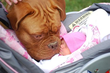Dog sniffing newborn baby in carrier.