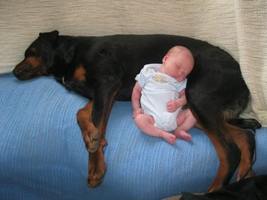 Baby sleeping next to Rottweiler.