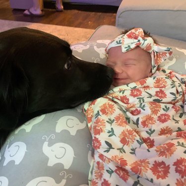Dog sniffing baby on couch