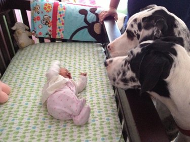 Two Great Danes looking at baby in crib.