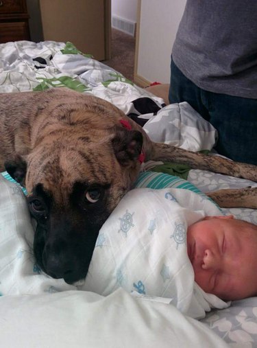 Dog resting its head on sleeping baby.