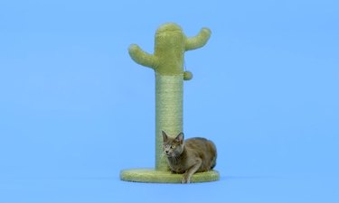 cat sits on cactus scratching post
