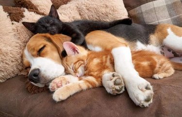 Dog sleeping with two kittens