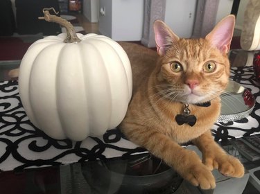 orange cat with pumpkin