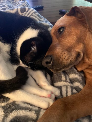 Cat and dog cuddling