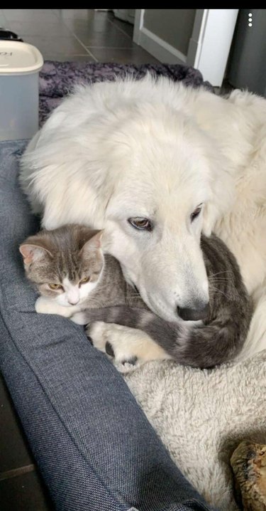 Cat and dog cuddling