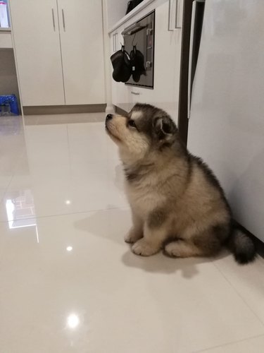 puppy in kitchen