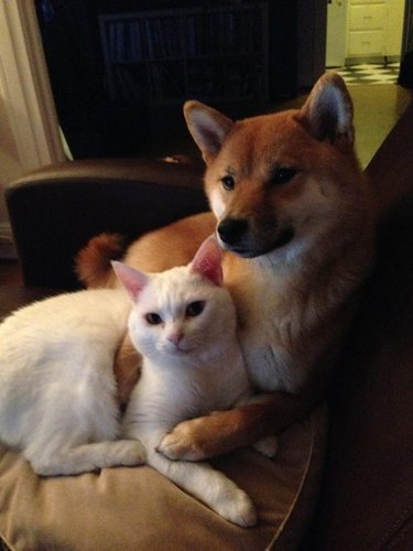 Cat and dog cuddling