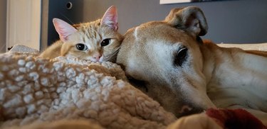 Cat and dog cuddling