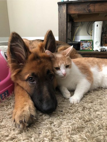 Cat and dog cuddling