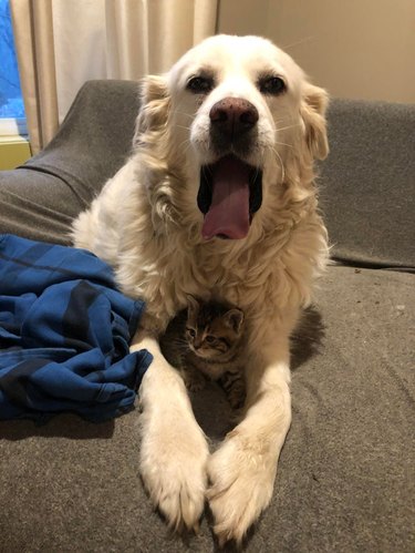 Dog and kitten cuddling