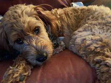 Dog and kitten cuddling