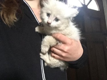 white kitten found in abandoned house