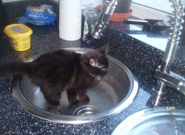 black kitten in sink
