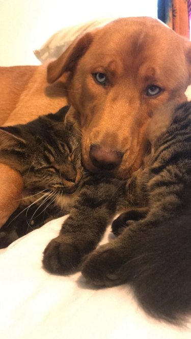 Cat and dog cuddling