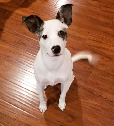 dog with cute ears