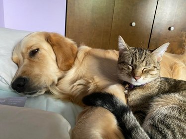 Dog cuddling with sleeping cat