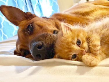 Dog and kitten cuddling