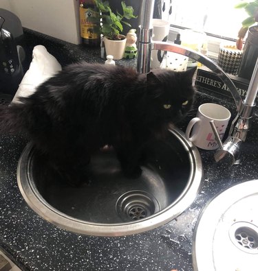 black cat in sink