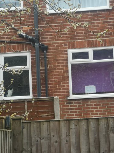 A woman posts sign in window for neighbor's cat.