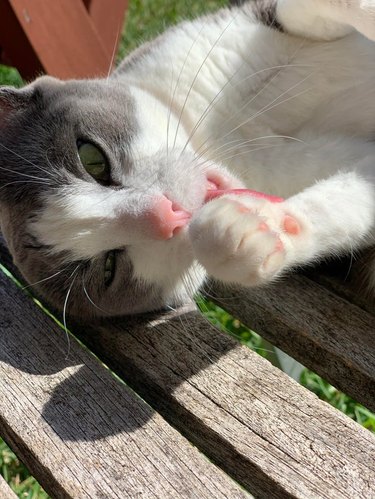 A cat with a pink nose is licking their paw while enjoying the sunshine.