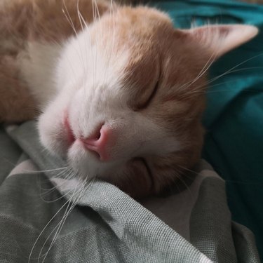 Closeup of a sleeping ginger-white cat.
