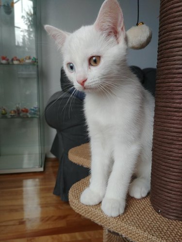 A white kitten with heterochromia is standing on a cat tree and looking down.