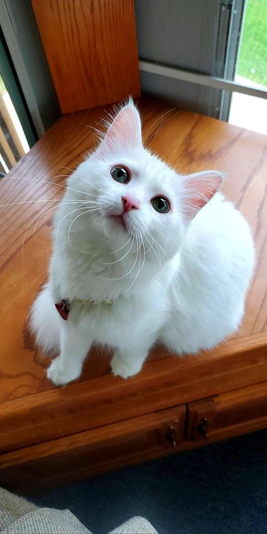 A white kitten with a pink nose and pink inner ears is staring up at the camera.