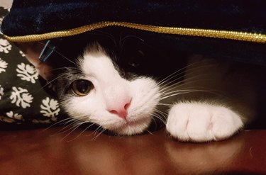 Cat peeking out from under bed