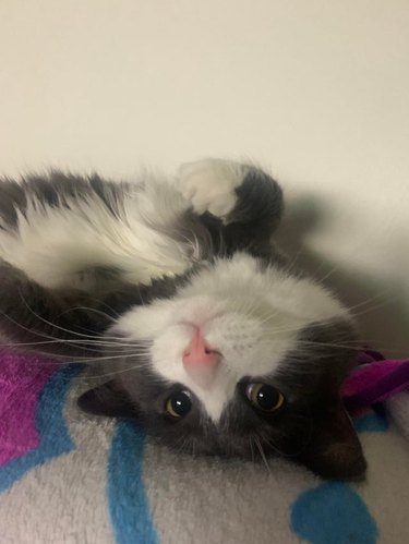 Cat with pink nose laying upside down