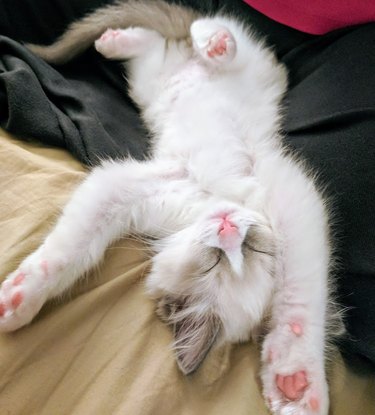 A kitten is sleeping flat on their back, with their pink paw pads showing.