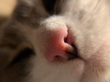 Closeup of cat's nose with freckle