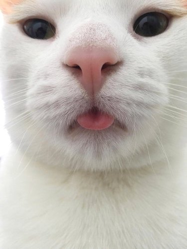 A closeup of a white cat sticking their tongue out.