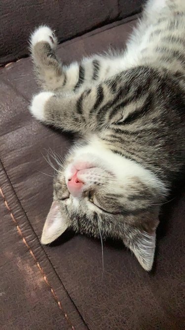 A kitten is sleeping on a leather chair, and has their front paws slightly overlapping.