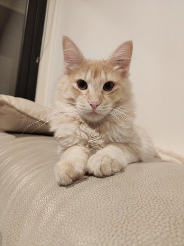 A Maine coon kitten is looking at the camera.