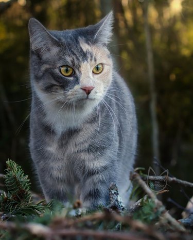 A cat with yellow eyes and gray-ginger fur is outside.