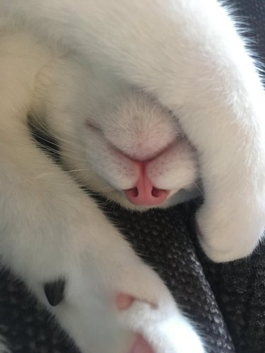A white cat with a pink nose is sleeping upside down.