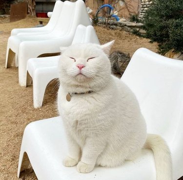 A round white cat has their eyes closed while sitting on a white chair.